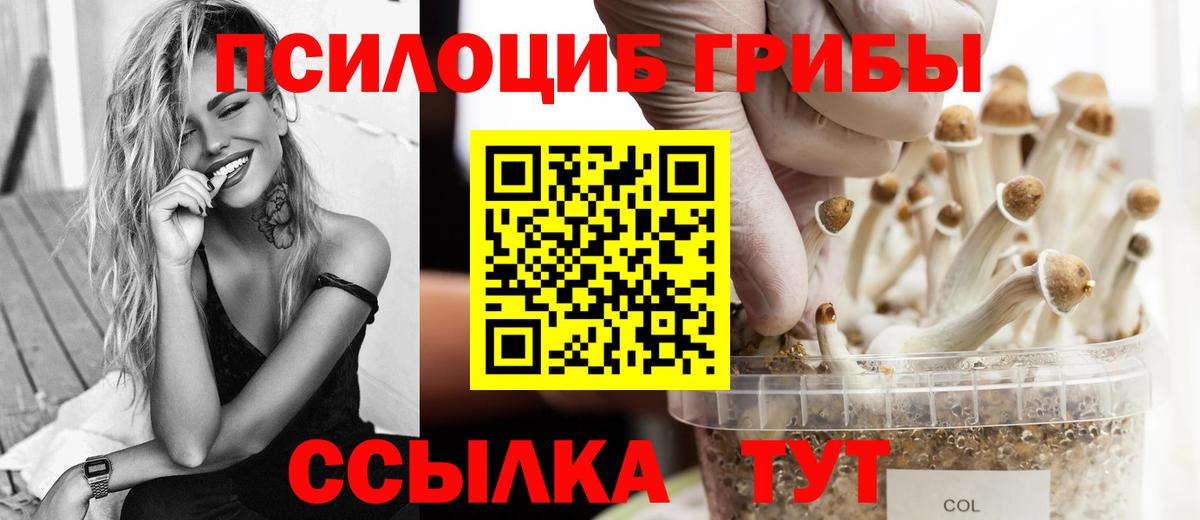 Галлюциногенные грибы Psilocybe Котовск